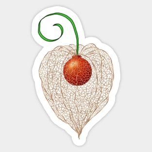 Delicate Chinese Lantern Fruit Art Sticker